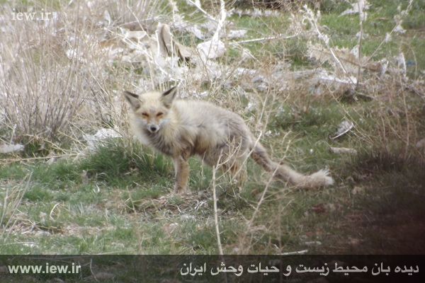 پناهگاه حیات وحش موته
