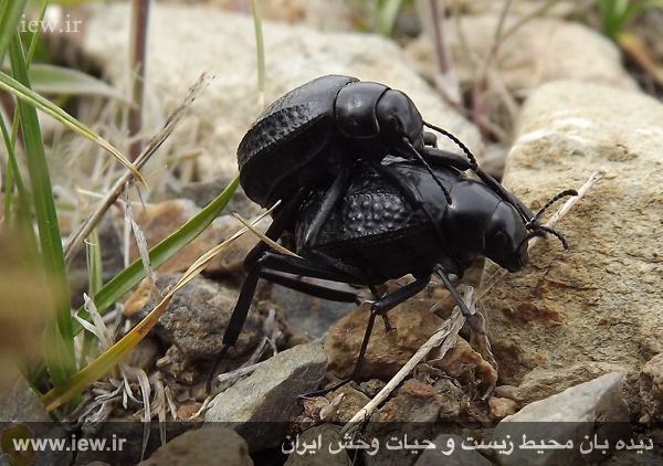 پناهگاه حیات وحش موته
