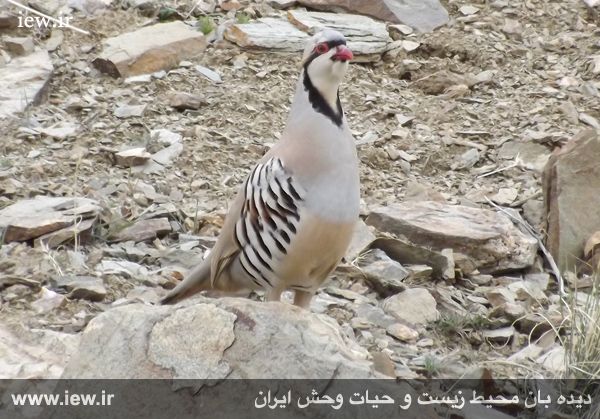 پناهگاه حیات وحش موته