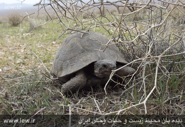 پناهگاه حیات وحش موته