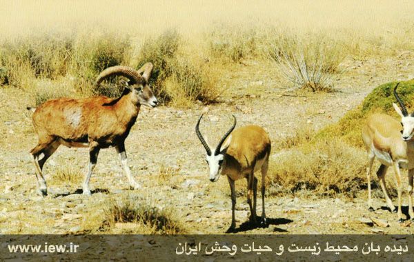 پناهگاه حیات وحش موته