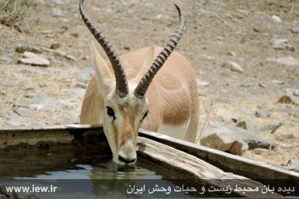 پناهگاه حیات وحش موته