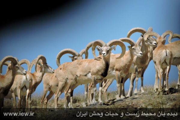 پناهگاه حیات وحش موته