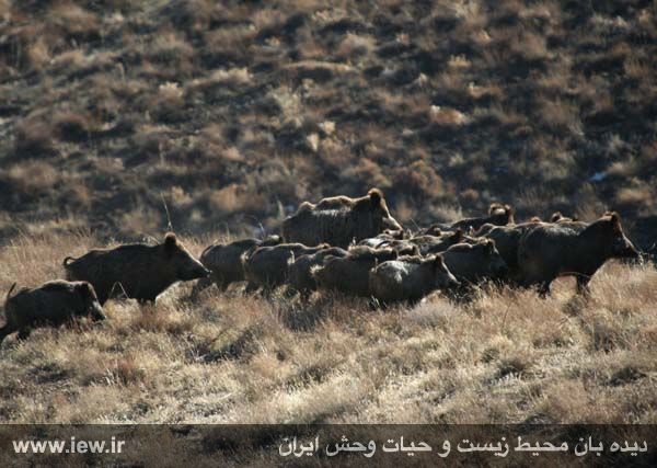 پناهگاه حیات وحش موته
