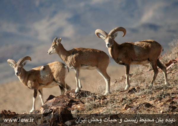 پناهگاه حیات وحش موته