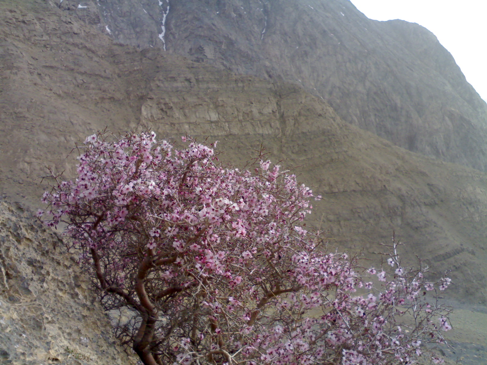 رشته کوه دالان