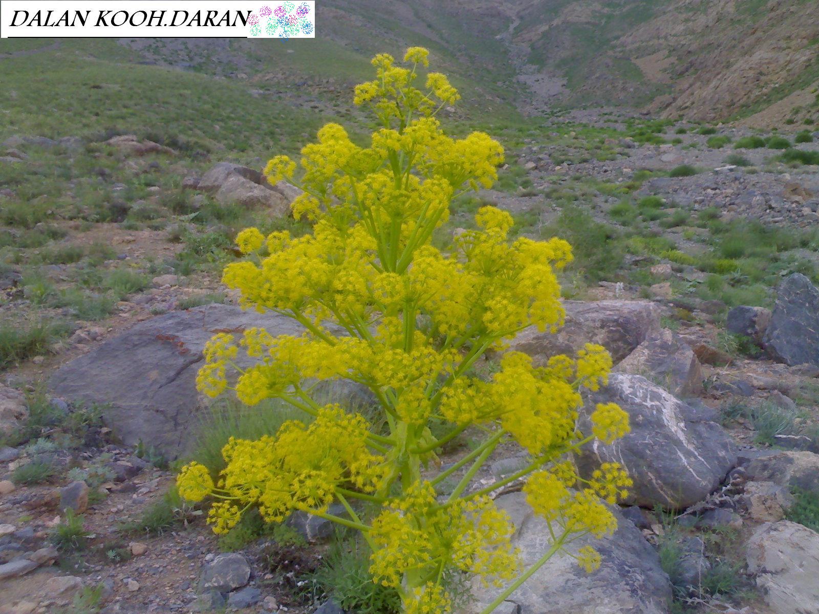 رشته کوه دالان