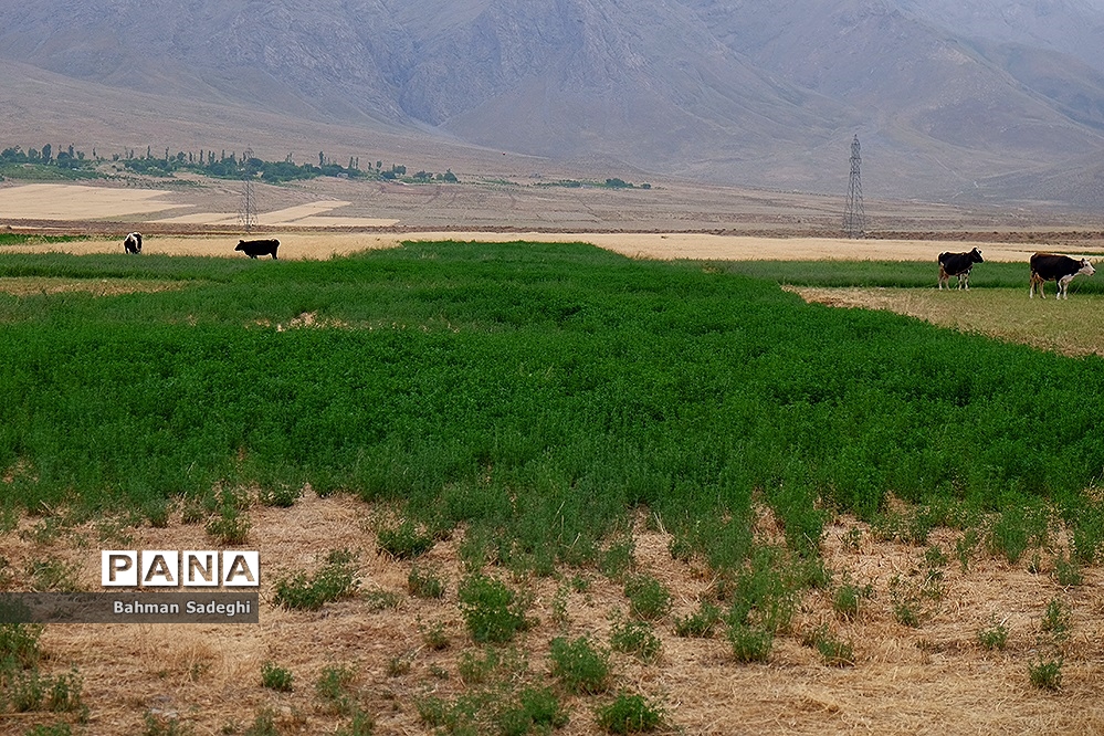 روستای خویگان علیا فریدون شهر
