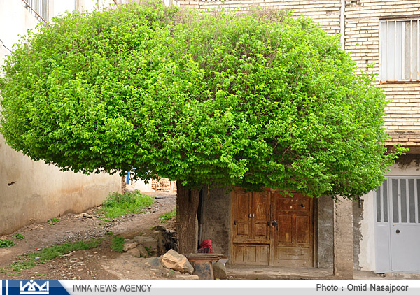 آبشار طامه نطنز