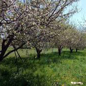 داسداران خرمدره