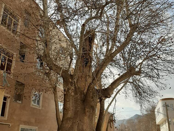 درخت چنار رهن نطنز