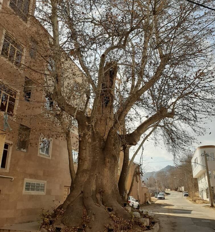 درخت چنار رهن نطنز