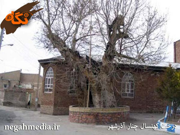 چنار آذرشهر