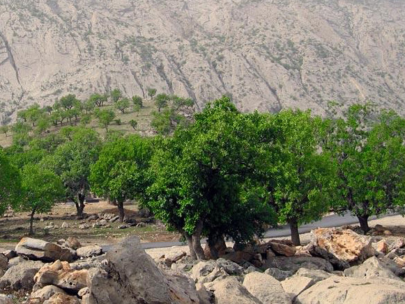 تنگ دربند بدره