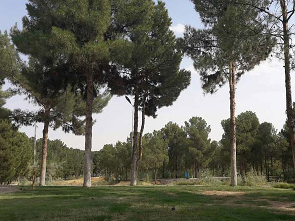 پارک شهید چمران ساوه