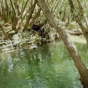چشمه اسکان شازند