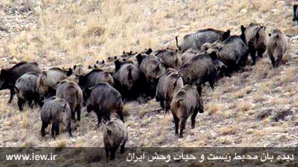 منطقه حفاظت شده باشگل