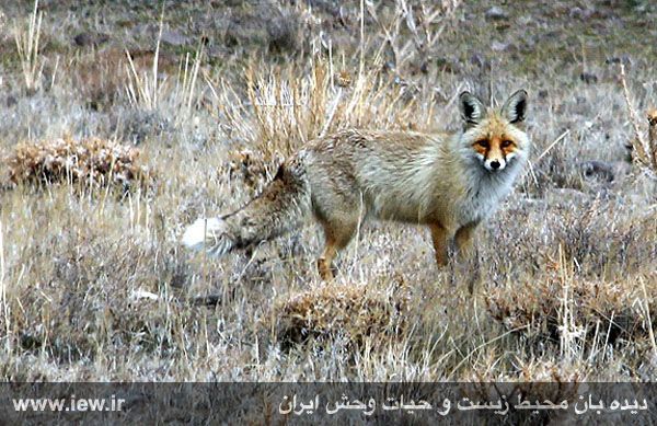 منطقه حفاظت شده باشگل