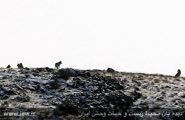 منطقه حفاظت شده باشگل