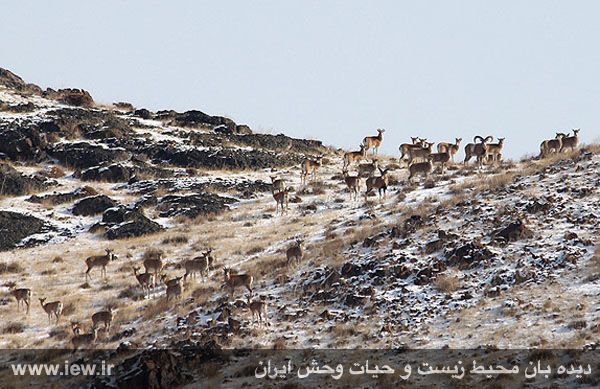 منطقه حفاظت شده باشگل