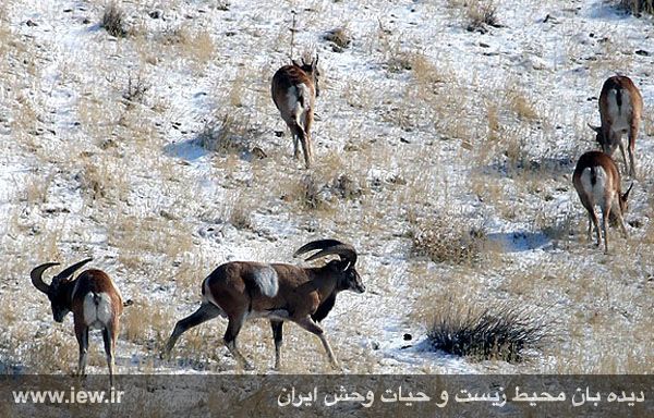 منطقه حفاظت شده باشگل
