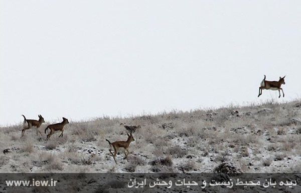 منطقه حفاظت شده باشگل