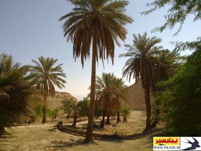 بقعه بی بی دولت آبدان