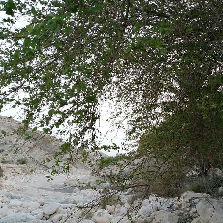 تنگ هیخ