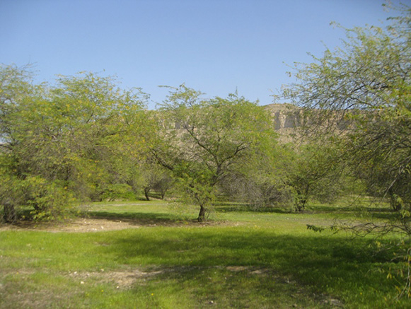 پارک جنگلی عامری دیلم