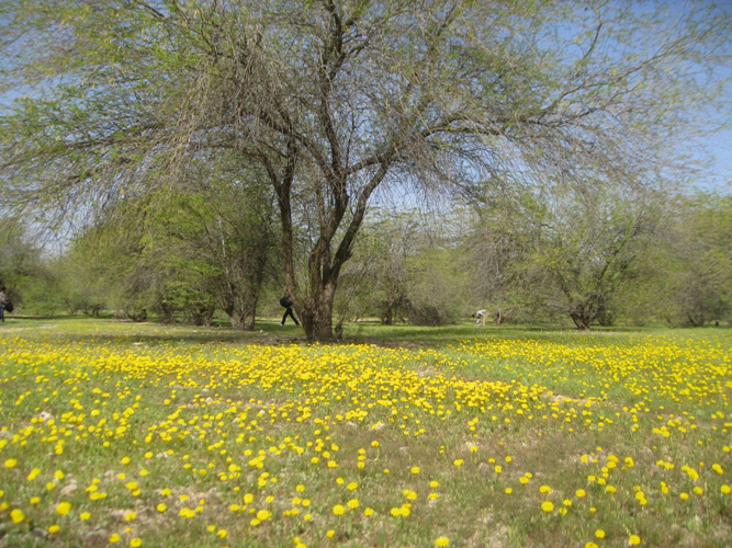پارک جنگلی عامری دیلم