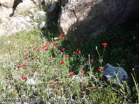 بیراهه آبگرمک