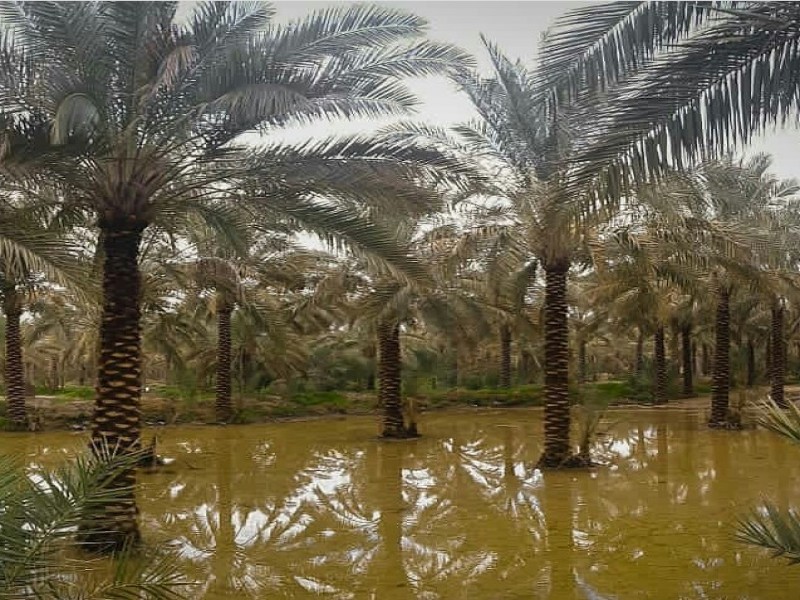 نخلستان آبپخش بوشهر