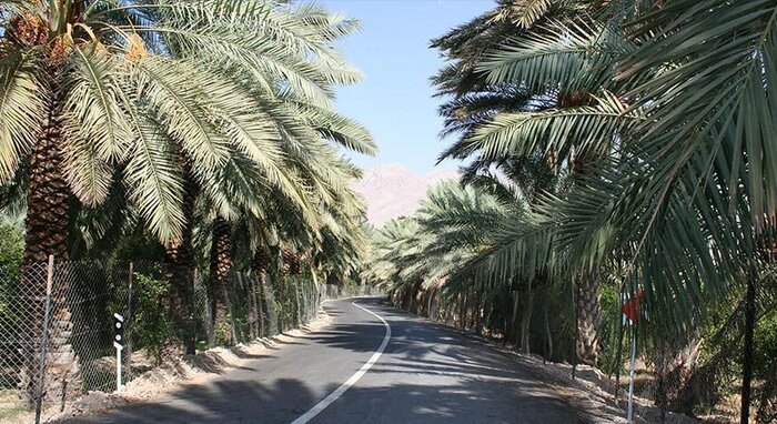 نخلستان آبپخش بوشهر