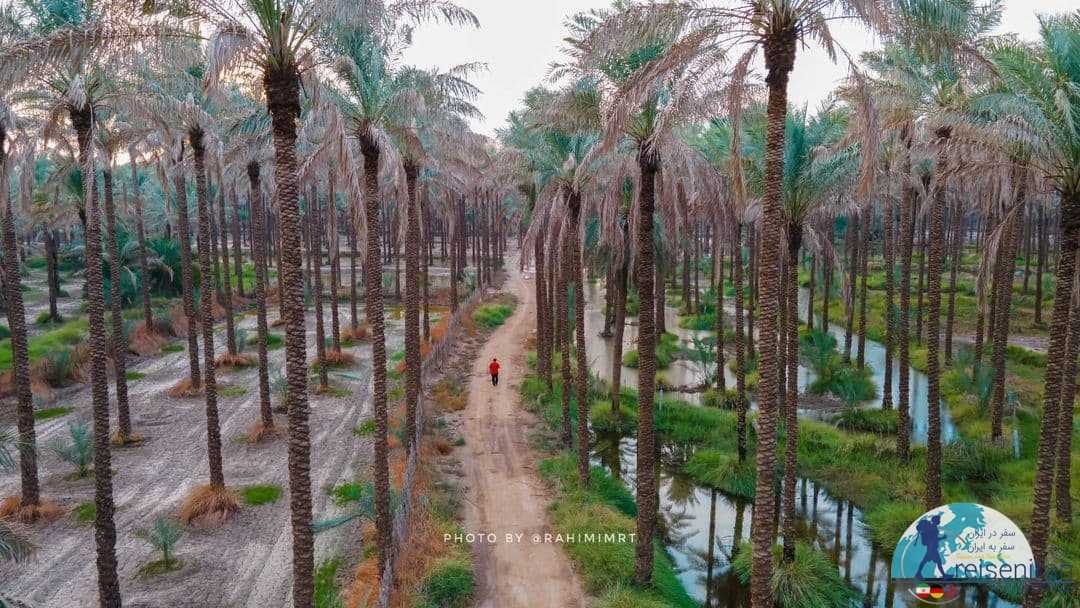نخلستان آبپخش بوشهر