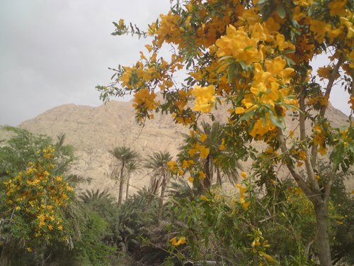 امامزاده امیر دیوان جاشک