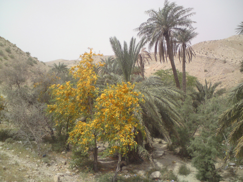امامزاده امیر دیوان جاشک
