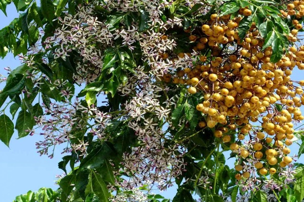 جنگل چاهک بوشهر