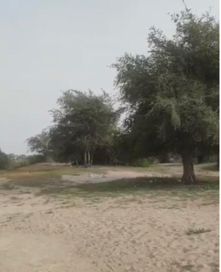 جنگل چاهک بوشهر