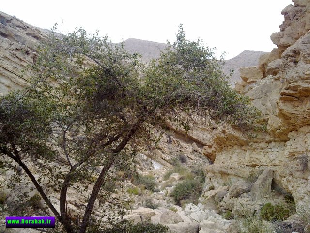 امامزاده محمد دوراهک