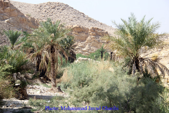 بنگه دشتی
