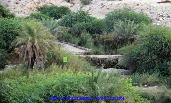 بنگه دشتی