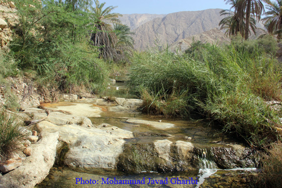 بنگه دشتی