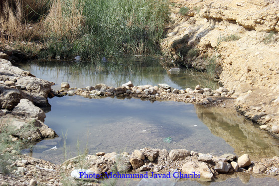 بنگه دشتی