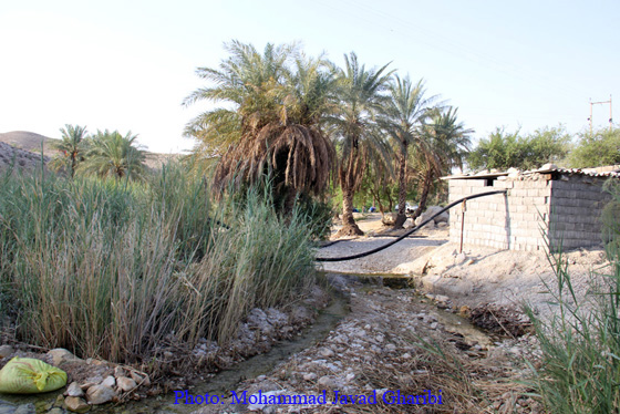 بنگه دشتی