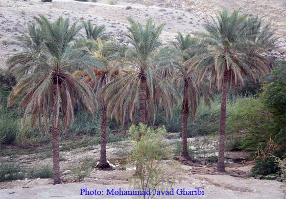بنگه دشتی