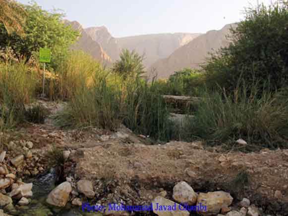 بنگه دشتی