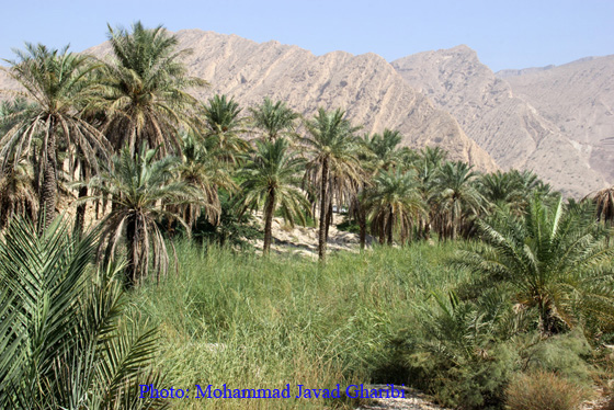 بنگه دشتی