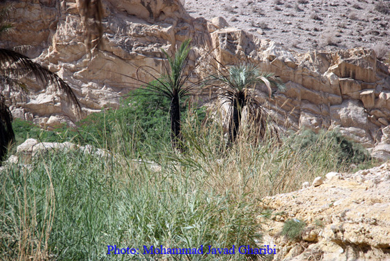 بنگه دشتی