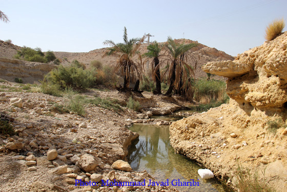 بنگه دشتی