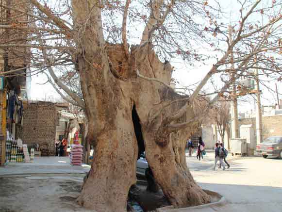چنار وجه آباد نسیم شهر